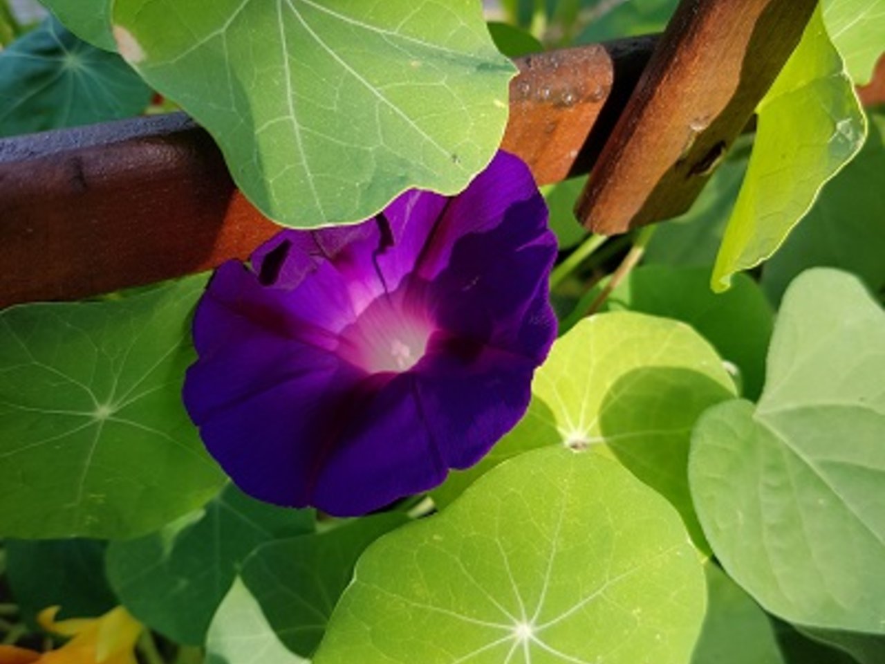 Blumen Bild